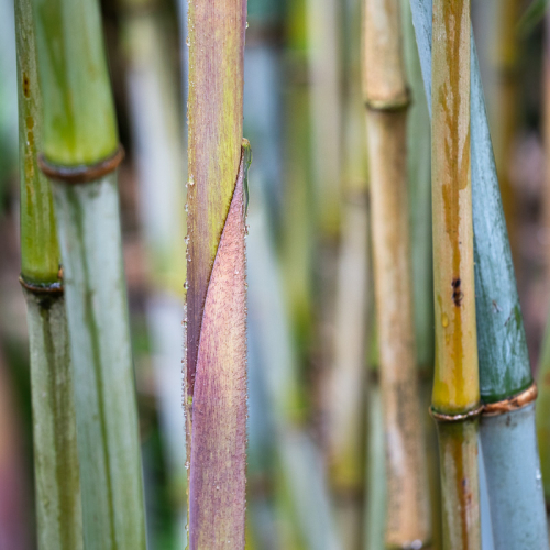  DSC8733 Bamboo Chatsworth SH.  2